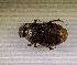  (Onthophagus sp.AFX6986 - SPEC#6305)  @11 [ ] CreativeCommons  Attribution Non-Commercial Share-Alike  (2024) Unspecified Princeton University