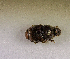  (Onthophagus semiasper - SPEC#6342)  @11 [ ] CreativeCommons  Attribution Non-Commercial Share-Alike  (2024) Unspecified Princeton University