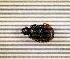  (Onthophagus sp.AFX6932 - SPEC#6529)  @11 [ ] CreativeCommons  Attribution Non-Commercial Share-Alike  (2024) Unspecified Princeton University