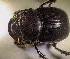  (Copris sp.AGA4432 - SPEC#6534)  @11 [ ] CreativeCommons  Attribution Non-Commercial Share-Alike  (2024) Unspecified Princeton University