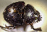  (Scarabaeus aeratus - SPEC#6540)  @11 [ ] CreativeCommons  Attribution Non-Commercial Share-Alike  (2024) Unspecified Princeton University