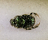  (Onthophagus sp.AAX0263 - SPEC#6817)  @11 [ ] CreativeCommons  Attribution Non-Commercial Share-Alike  (2024) Unspecified Princeton University