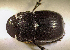  (Copris sp.AGA4433 - SPEC#6833)  @11 [ ] CreativeCommons  Attribution Non-Commercial Share-Alike  (2024) Unspecified Princeton University