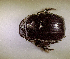  (Copris sp.AFX5185 - SPEC#6886)  @11 [ ] CreativeCommons  Attribution Non-Commercial Share-Alike  (2024) Unspecified Princeton University