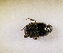  (Onthophagus laevissimus - SPEC#6914)  @11 [ ] CreativeCommons  Attribution Non-Commercial Share-Alike  (2024) Unspecified Princeton University