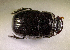 (Copris sp.AFZ8076 - SPEC#6937)  @11 [ ] CreativeCommons  Attribution Non-Commercial Share-Alike  (2024) Unspecified Princeton University