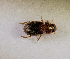  (Aphodiinae sp.AGA5697 - SPEC#6973)  @11 [ ] CreativeCommons  Attribution Non-Commercial Share-Alike  (2024) Unspecified Princeton University