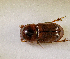  (Aphodius sp.AFX6583 - SPEC#7264)  @11 [ ] CreativeCommons  Attribution Non-Commercial Share-Alike  (2024) Unspecified Princeton University