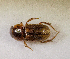  (Aphodius sp.AFX9222 - SPEC#7478)  @11 [ ] CreativeCommons  Attribution Non-Commercial Share-Alike  (2024) Unspecified Princeton University