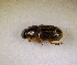  (Aphodius sp.AFX9225 - SPEC#7553)  @11 [ ] CreativeCommons  Attribution Non-Commercial Share-Alike  (2024) Unspecified Princeton University