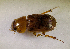  (Aphodius sp.AFX6582 - SPEC#7717)  @11 [ ] CreativeCommons  Attribution Non-Commercial Share-Alike  (2024) Unspecified Princeton University