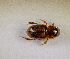  (Aphodius sp.AFX9209 - SPEC#7735)  @11 [ ] CreativeCommons  Attribution Non-Commercial Share-Alike  (2024) Unspecified Princeton University