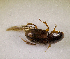  (Aphodius sp.AFX9227 - SPEC#7781)  @11 [ ] CreativeCommons  Attribution Non-Commercial Share-Alike  (2024) Unspecified Princeton University
