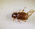  (Trichaphodioides - SPEC#7825)  @11 [ ] CreativeCommons  Attribution Non-Commercial Share-Alike  (2024) Unspecified Princeton University