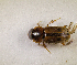  (Aphodius sp.AGA9206 - SPEC#7965)  @11 [ ] CreativeCommons  Attribution Non-Commercial Share-Alike  (2024) Unspecified Princeton University