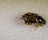  (Aphodius sp.AFX9204 - SPEC#8111)  @11 [ ] CreativeCommons  Attribution Non-Commercial Share-Alike  (2024) Unspecified Princeton University