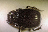  (Copris sp.AFX5183 - SPEC#8131)  @11 [ ] CreativeCommons  Attribution Non-Commercial Share-Alike  (2024) Unspecified Princeton University