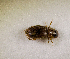  (Aphodius sp.ACK7998 - SPEC#8141)  @11 [ ] CreativeCommons  Attribution Non-Commercial Share-Alike  (2024) Unspecified Princeton University