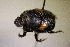  (Onthophagus rubricatus - SPEC#8168)  @11 [ ] CreativeCommons  Attribution Non-Commercial Share-Alike  (2024) Unspecified Princeton University