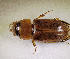  (Aphodius sp.AGA5686 - SPEC#8186)  @11 [ ] CreativeCommons  Attribution Non-Commercial Share-Alike  (2024) Unspecified Princeton University