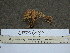  (Clavicorona pyxidata - TRTC155520_ITS)  @11 [ ] CreativeCommons - Attribution Non-Commercial Share-Alike (2010) Unspecified Royal Ontario Museum