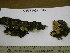  (Dacrymyces palmatus - TRTC155556_ITS)  @11 [ ] CreativeCommons - Attribution Non-Commercial Share-Alike (2010) Unspecified Royal Ontario Museum