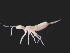  (Pseudosinella paclti - COL_DJS13_2019_8)  @11 [ ] CreativeCommons  Attribution Non-Commercial Share-Alike (2022) Unspecified University of Lodz