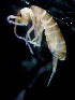  (Plutomurus - COL_DJS26_2020_3)  @11 [ ] CreativeCommons  Attribution Non-Commercial Share-Alike (2022) Unspecified University of Lodz