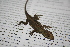  (Anolis laeviventris - MSB POE3633)  @14 [ ] Unspecified (default): All Rights Reserved  Unspecified Unspecified