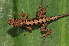  (Anolis tropidonotus - MSB POE3628)  @14 [ ] Unspecified (default): All Rights Reserved  Unspecified Unspecified