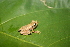  (Pristimantis ridens - MSB POE 3568)  @11 [ ] Copyright (2011) Steve Poe, MSB Museum of Southwestern Biology, University of New Mexico