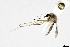 (Aedes euplocamus - CUL_0275)  @14 [ ] CreativeCommons - Attribution (2017) ©HBahena-ECOSUR El Colegio de la Frontera Sur, Unidad Chetumal