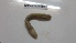  (Tritogeniidae - NMSA_OLIG_06428)  @13 [ ] Unspecified (default): All Rights Reserved  Unspecified Unspecified