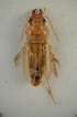  ( - PJH_POG_choo-lake-02)  @13 [ ] Copyright (2012) P. Hudson South Australian Museum