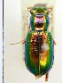  ( - PJH_MEG_lake-moor-02)  @12 [ ] Copyright (2012) P. Hudson South Australian Museum