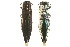  (Agrilus assimilis - PL0628A)  @14 [ ] Copyright (2010) Peter J. Lang 2010 Unspecified
