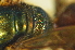  ( - MSAPB_ADF001)  @11 [ ] CreativeCommons - Attribution Non-Commercial Share-Alike (2011) Scott Groom Flinders University