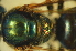  ( - MSAPB_ADG001)  @12 [ ] CreativeCommons - Attribution Non-Commercial Share-Alike (2011) Scott Groom Flinders University