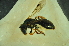  (Homalictus sp. namuka - MSAPB_ADS001)  @12 [ ] CreativeCommons - Attribution Non-Commercial Share-Alike (2011) Scott Groom Flinders University