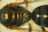  (Homalictus sp. namuka - MSAPB_ADS005)  @12 [ ] CreativeCommons - Attribution Non-Commercial Share-Alike (2011) Scott Groom Flinders University