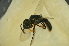  (Homalictus sp. vuloga - MSAPB_ADZ005)  @12 [ ] CreativeCommons - Attribution Non-Commercial Share-Alike (2011) Scott Groom Flinders University