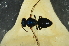  (Homalictus sp. blue - MSAPB_AFQ001)  @11 [ ] CreativeCommons - Attribution Non-Commercial Share-Alike (2011) Scott Groom Flinders University