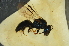 ( - MSAPB_AFQ002)  @11 [ ] CreativeCommons - Attribution Non-Commercial Share-Alike (2011) Scott Groom Flinders University