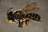  (Megachile sp. H - BAP003)  @14 [ ] CreativeCommons - Attribution Non-Commercial Share-Alike (2012) Scott Groom Flinders University