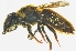  (Megachile rambutwan - BAS006)  @14 [ ] CreativeCommons - Attribution Non-Commercial Share-Alike (2012) Scott Groom Flinders University