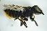  (Megachile sp. C - BAV002)  @14 [ ] CreativeCommons - Attribution Non-Commercial Share-Alike (2012) Scott Groom Flinders University