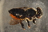  (Megachile sp. E - BAV004)  @14 [ ] CreativeCommons - Attribution Non-Commercial Share-Alike (2012) Scott Groom Flinders University