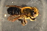  ( - BAV006)  @13 [ ] CreativeCommons - Attribution Non-Commercial Share-Alike (2012) Scott Groom Flinders University