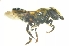  (Megachile sp. D - BAV009)  @13 [ ] CreativeCommons - Attribution Non-Commercial Share-Alike (2012) Scott Groom Flinders University