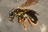  (Lasioglossum sp. B - BBJ010)  @13 [ ] CreativeCommons - Attribution Non-Commercial Share-Alike (2012) Scott Groom Flinders University